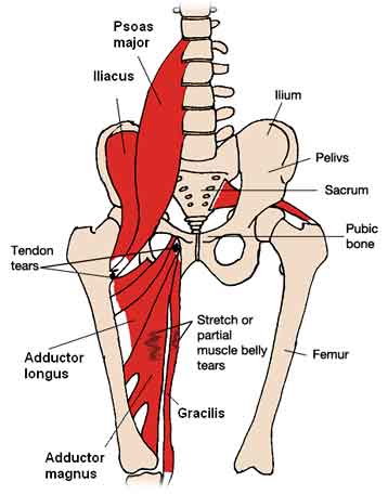Hip Adductor muscles